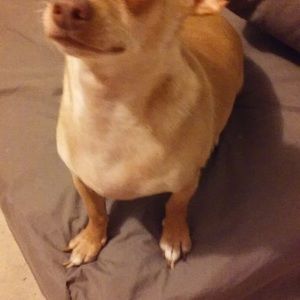 Meet your Posher, Luci